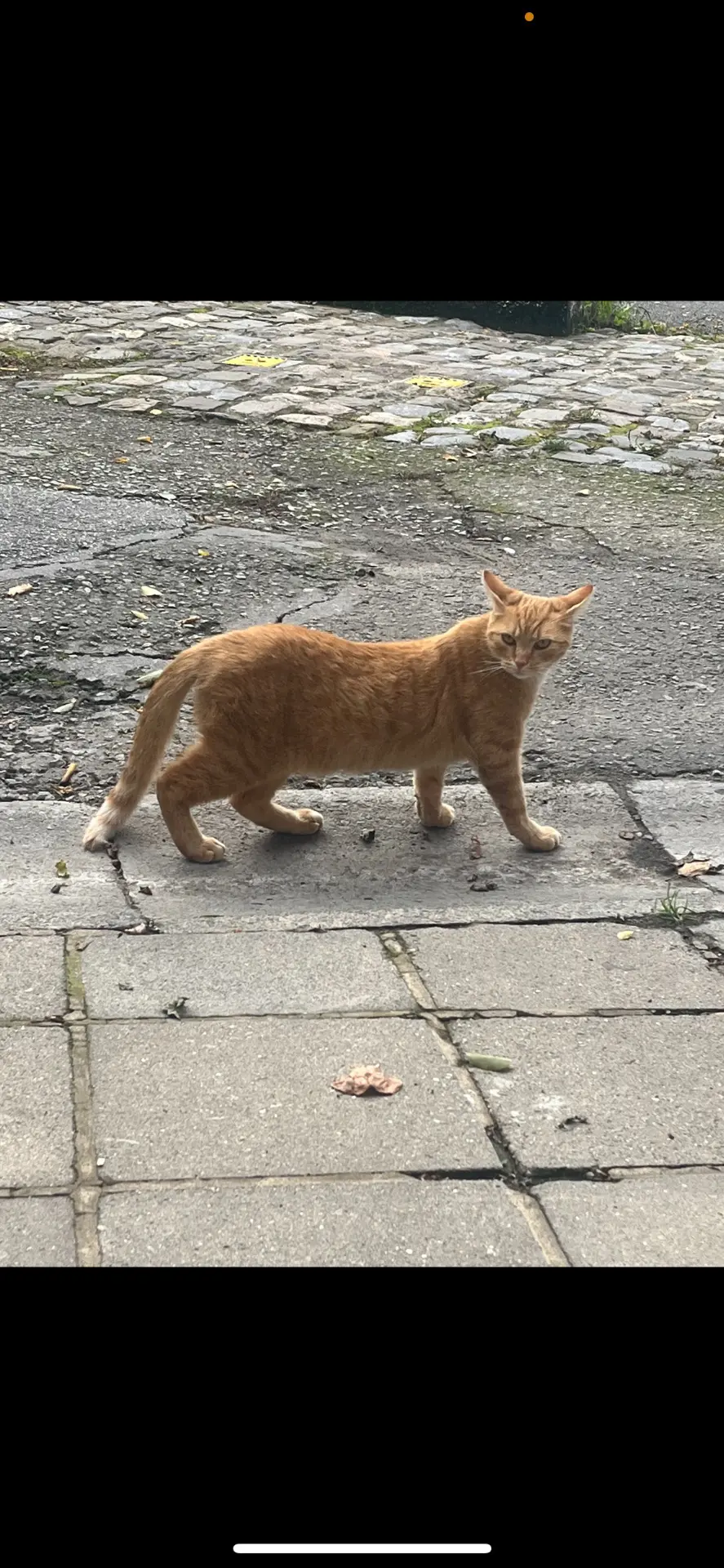 chat lost  Place de Jéricho 7012 Jemappes Percy