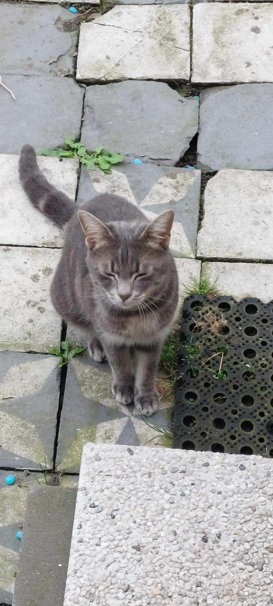 chat lost   7033 Cuesmes Rosco