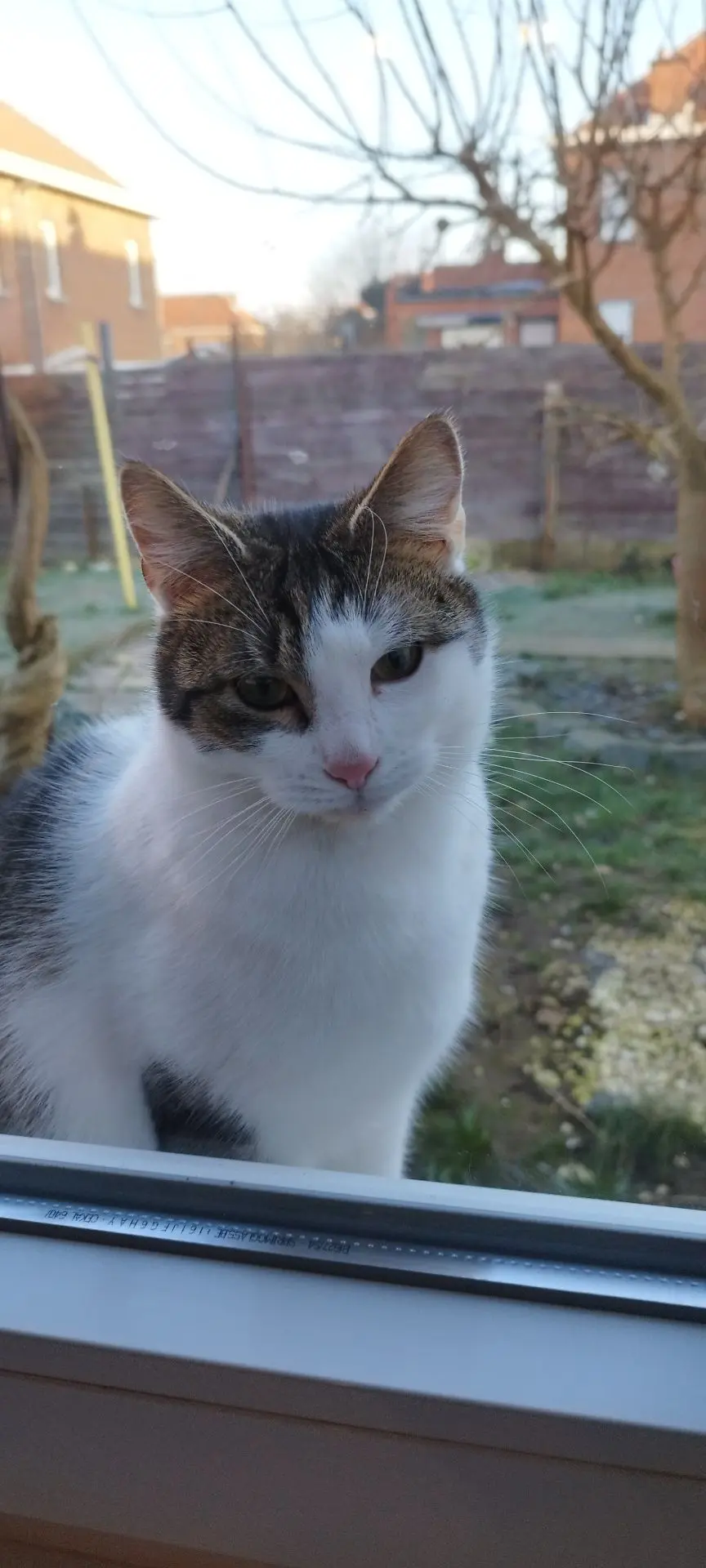 chat lost   7390 Quaregnon Moustiko