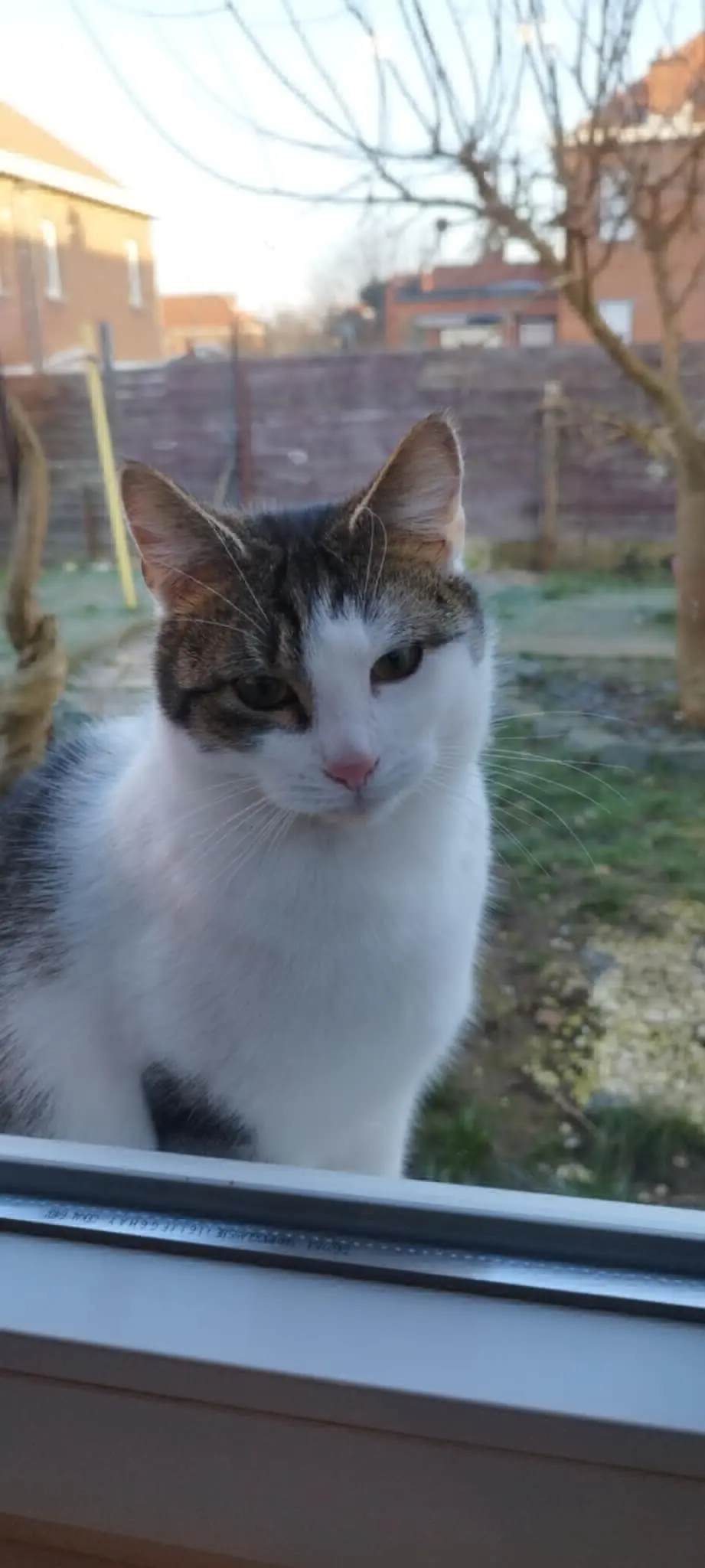 chat lost   7390 Quaregnon Moustiko