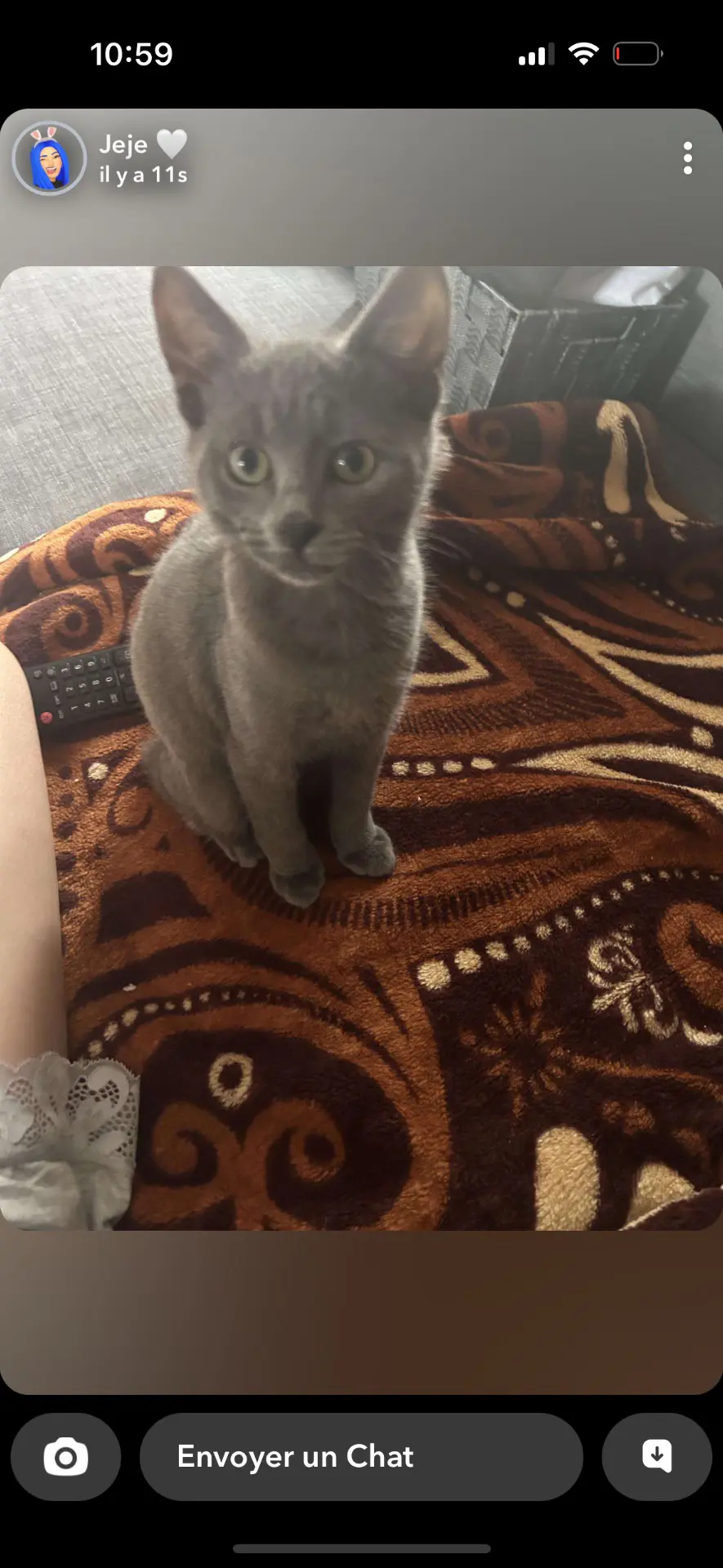 chat lost   7301 Hornu Mulan