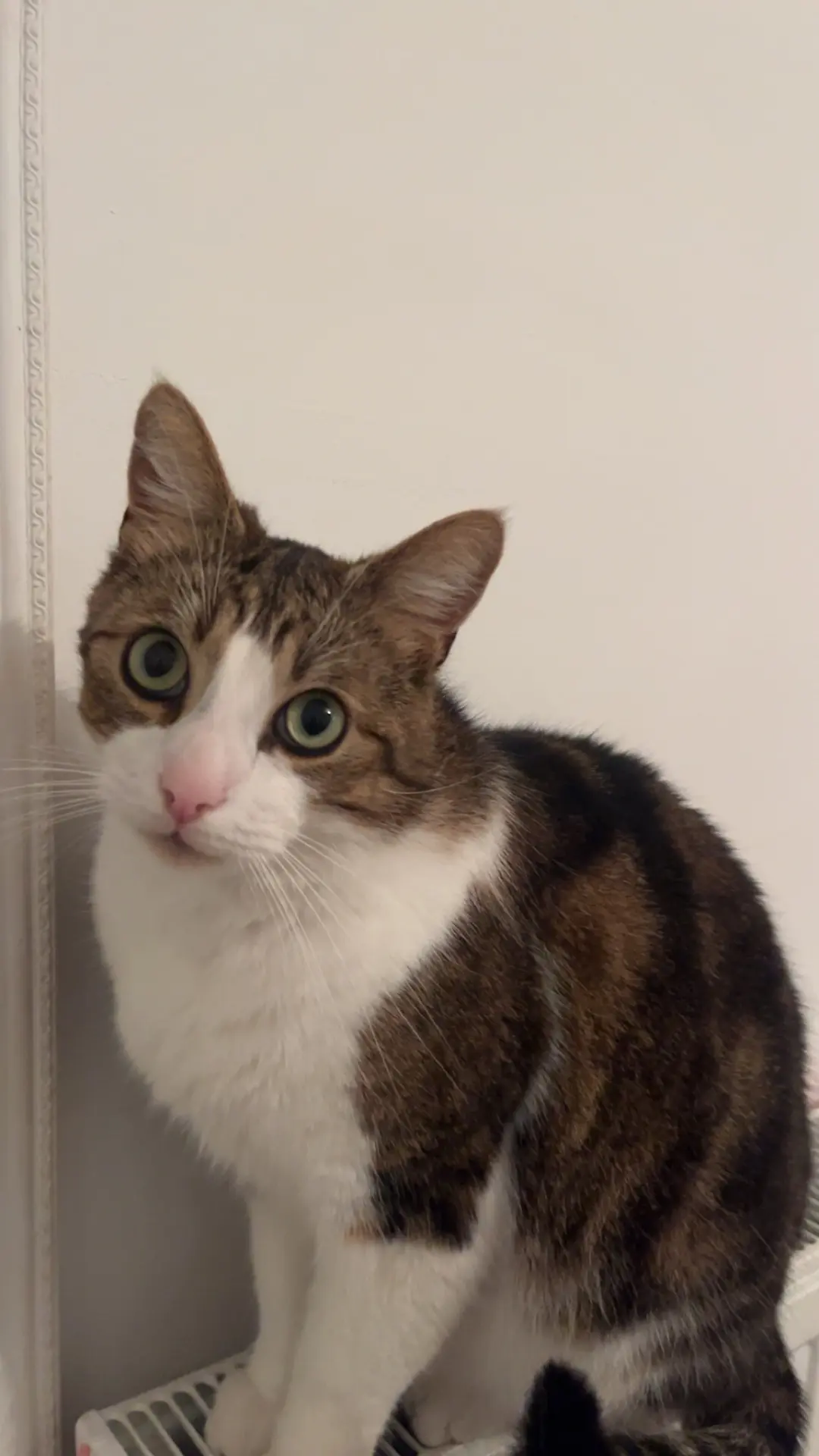 chat lost   7340 Wasmes Mye amri