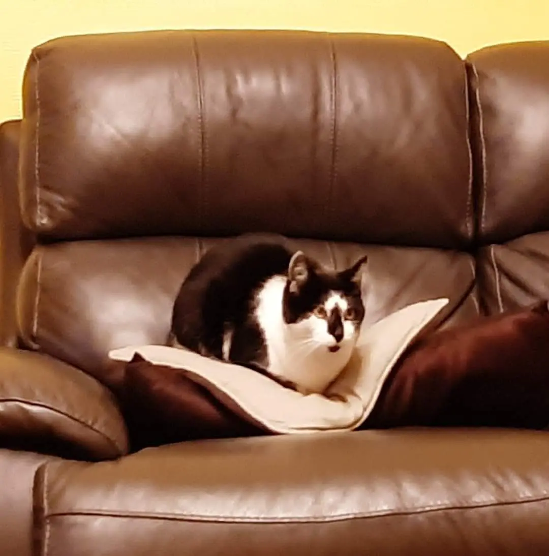 chat lost   7340 Colfontaine Oreo