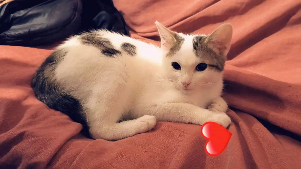 chat lost   7333 Tertre Osiris