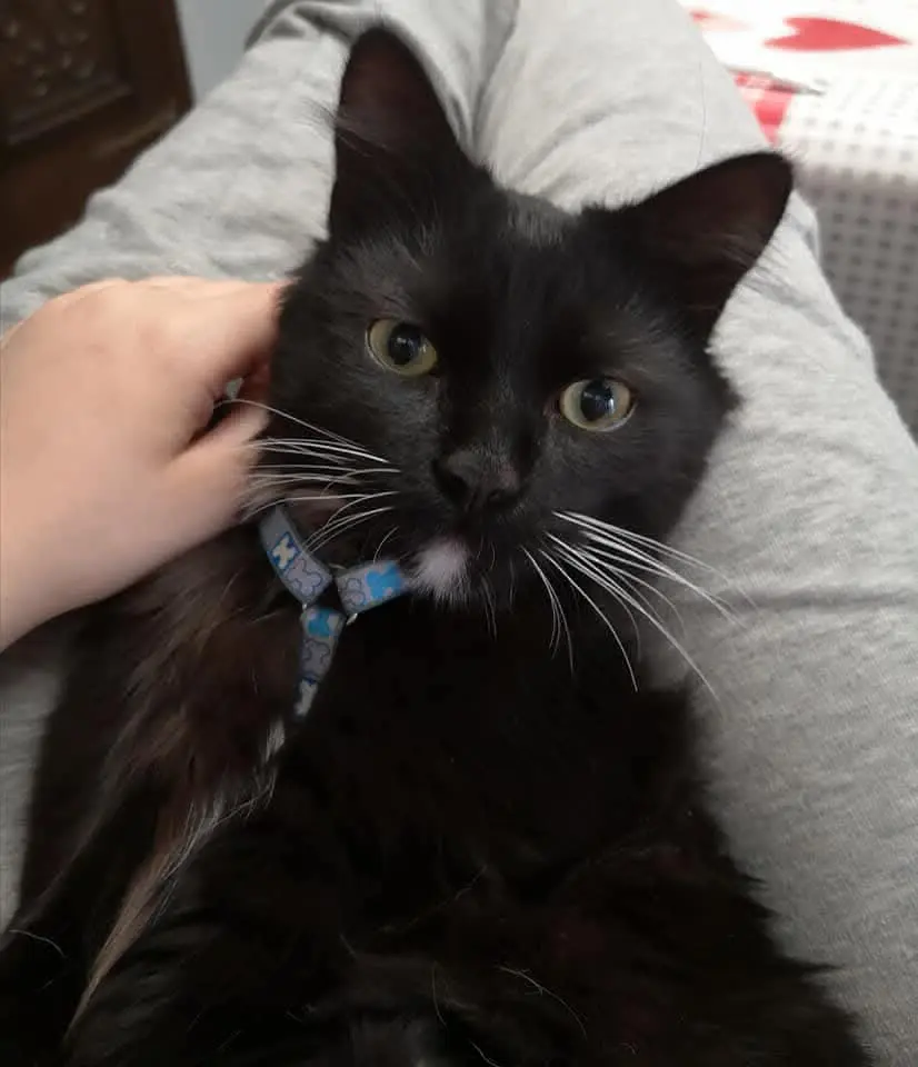 chat lost     Peper