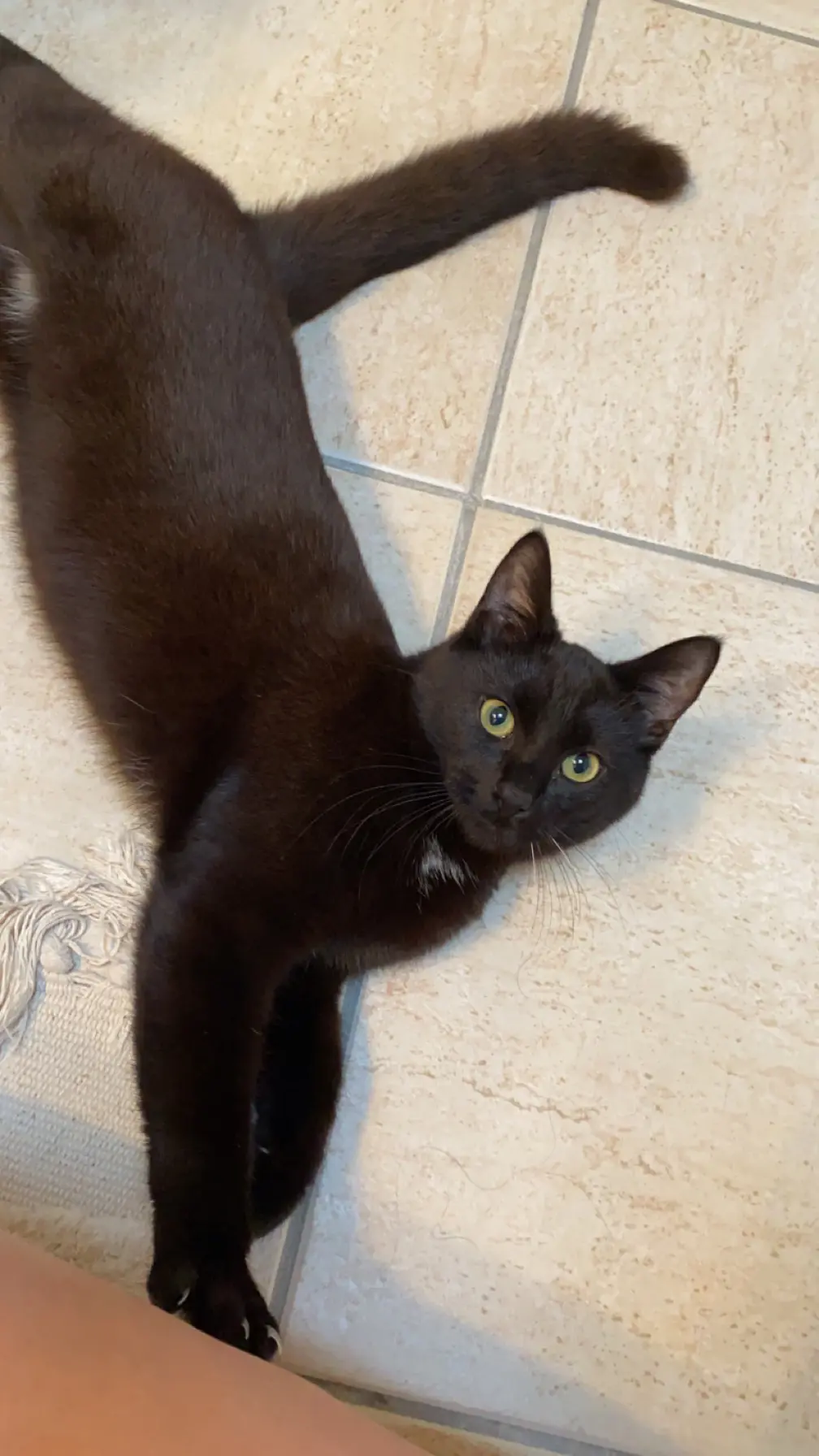 chat lost   7080 Frameries Pino