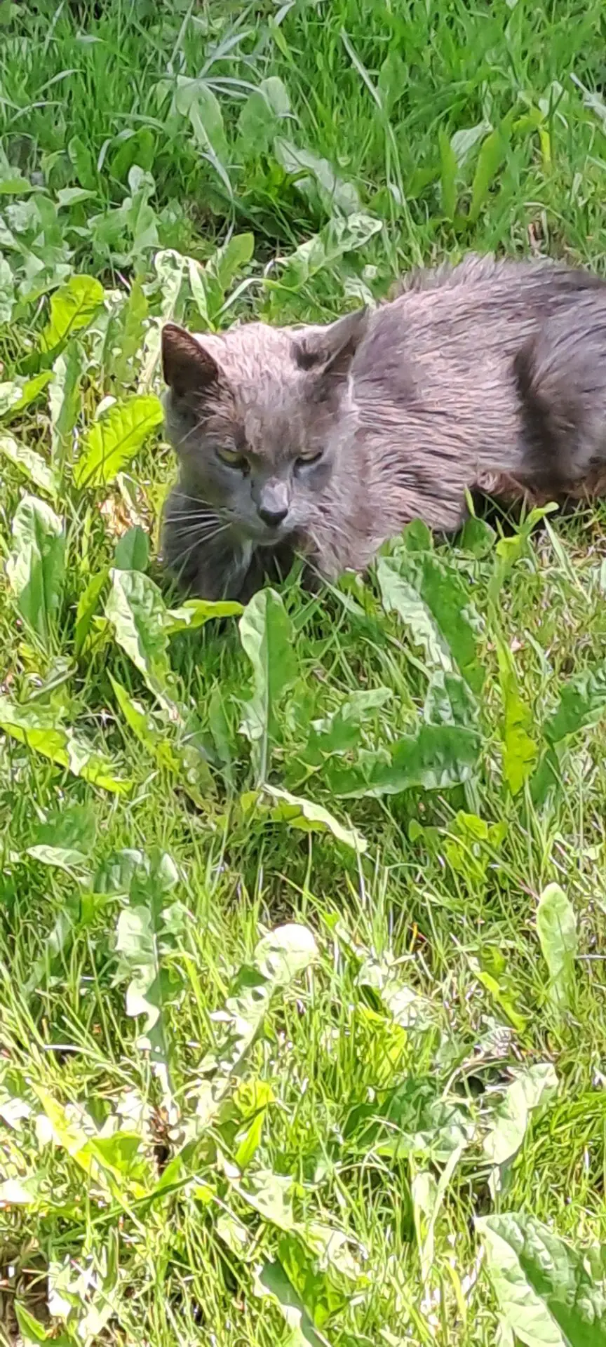 chat lost   7340 Colfontaine Shadow