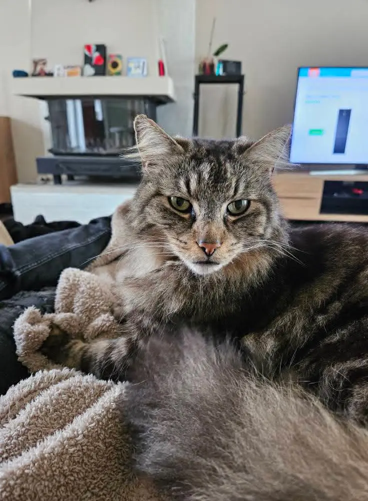 chat lost   7080 Noirchain Simba