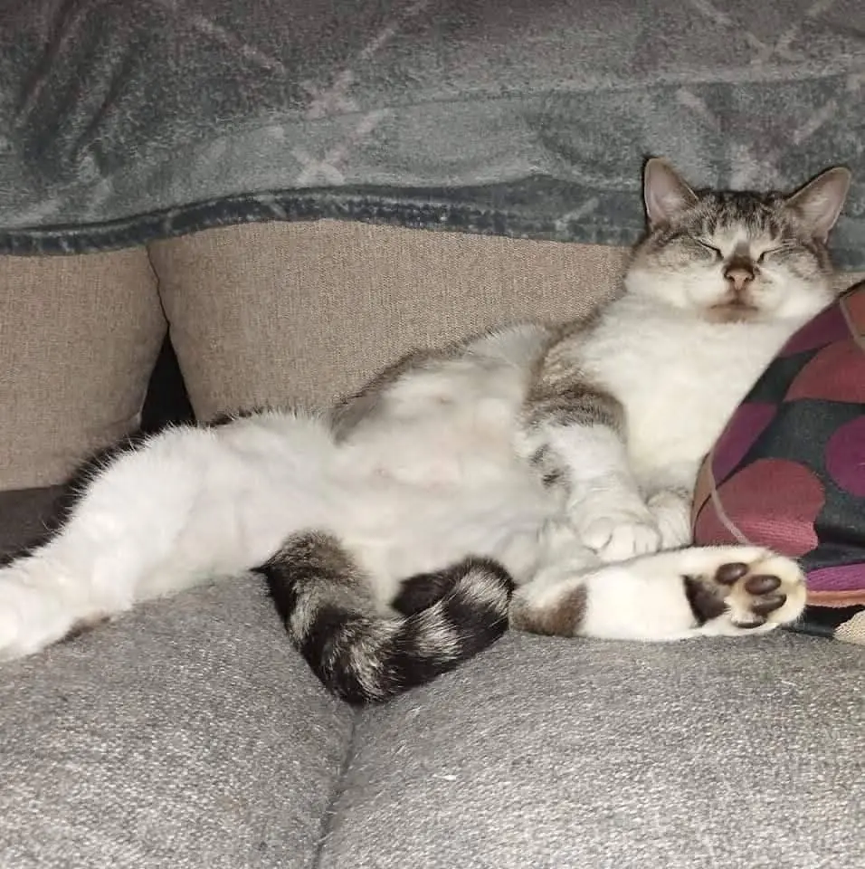 chat lost   7390 Quaregnon Smogo