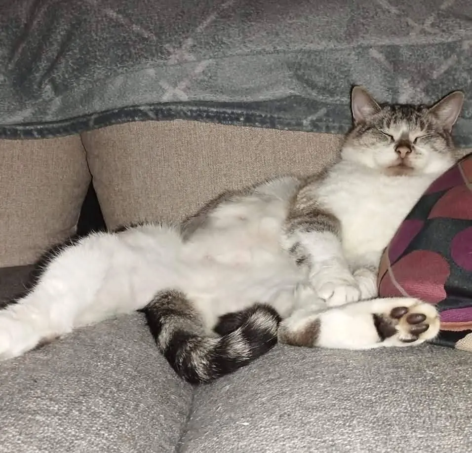 chat lost   7390 Quaregnon Smogo