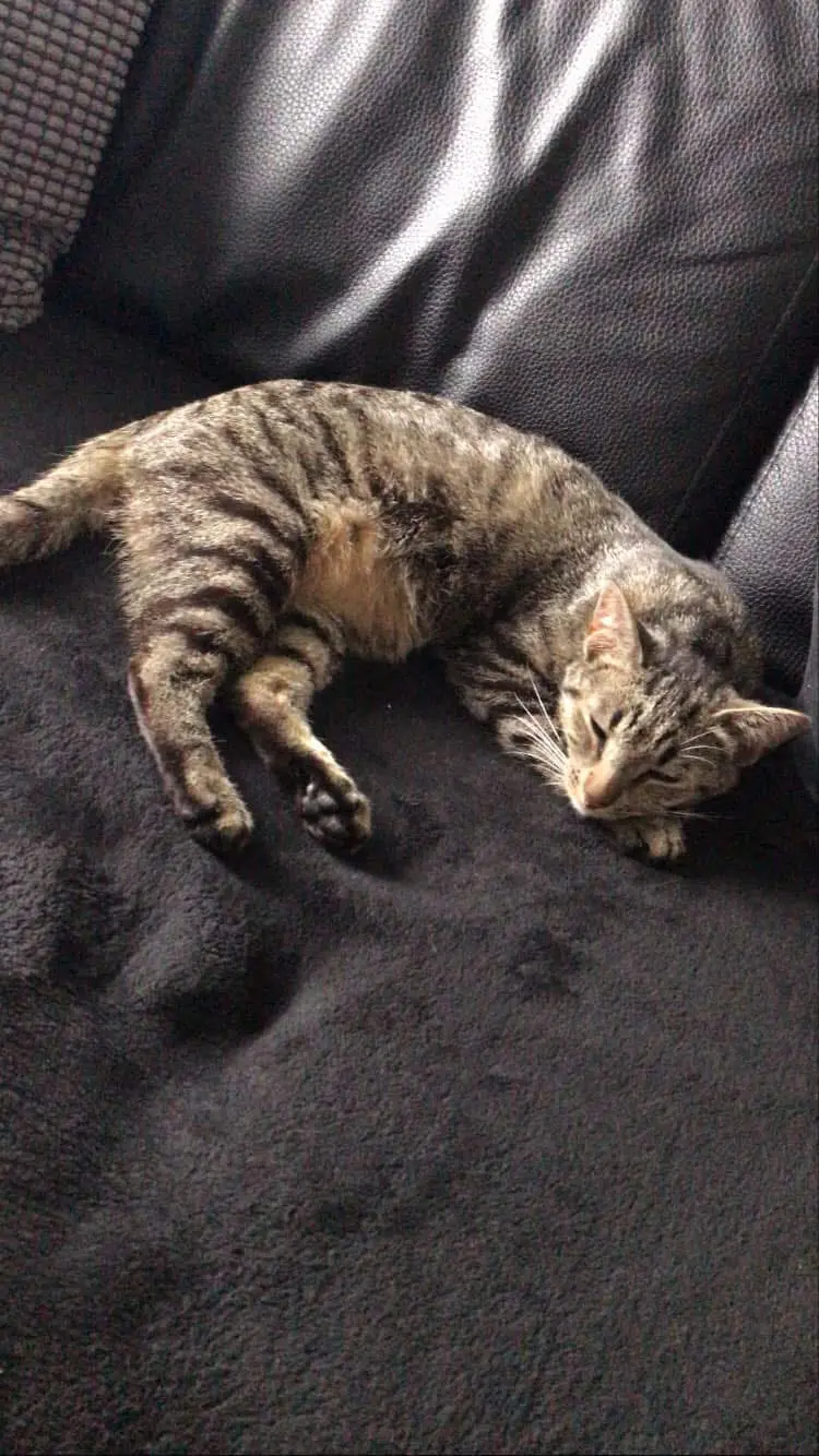 chat lost     Tigrou