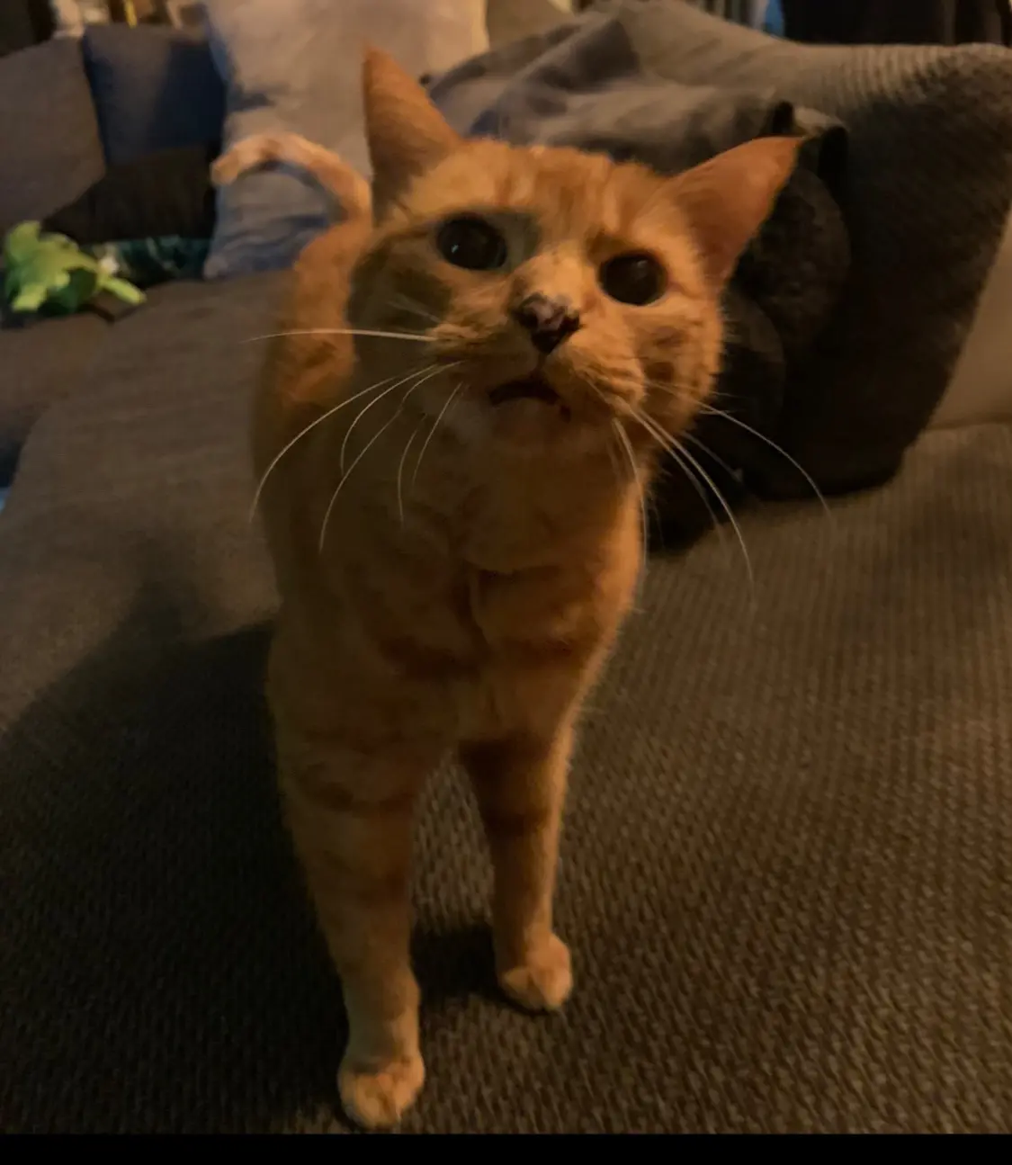 chat lost   7080 Frameries Tigrou