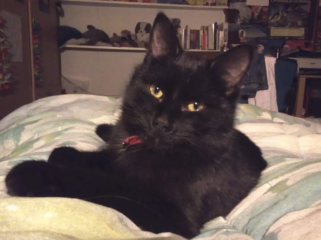 chat lost    Soignies Cerise