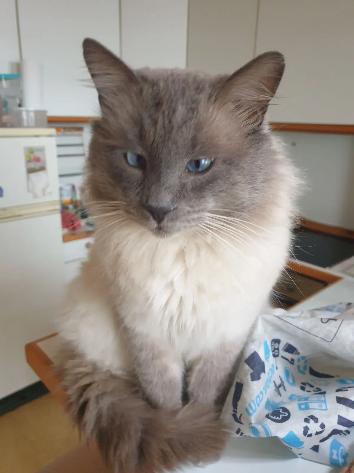 chat lost   7061 Casteau Lilo