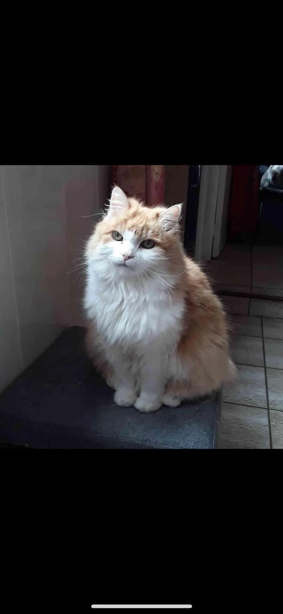 chat lost  Rue Wauters 7181 Seneffe Paco