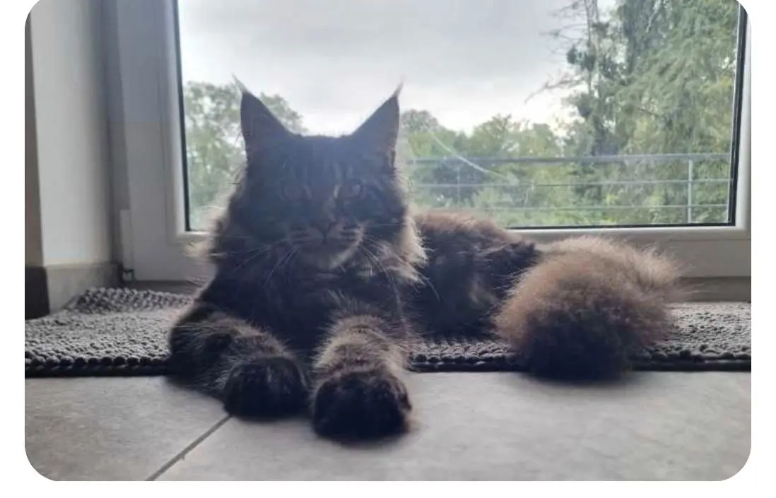 chat lost   7061 Casteau Poutine