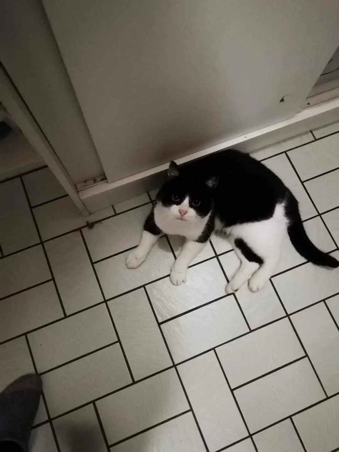 chat lost  Rue de la Gare 7090 Hennuyères Tichat