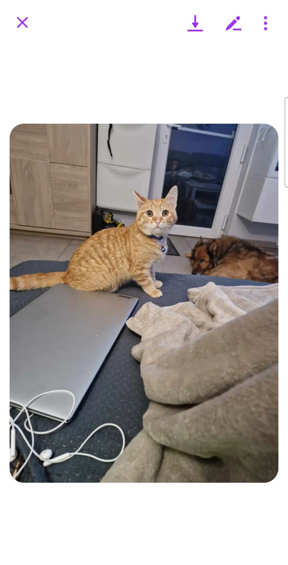 chat lost  Impasse de Ghoy 6567 Labuissière Caramel