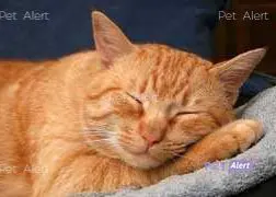 chat lost   6567  Figaro