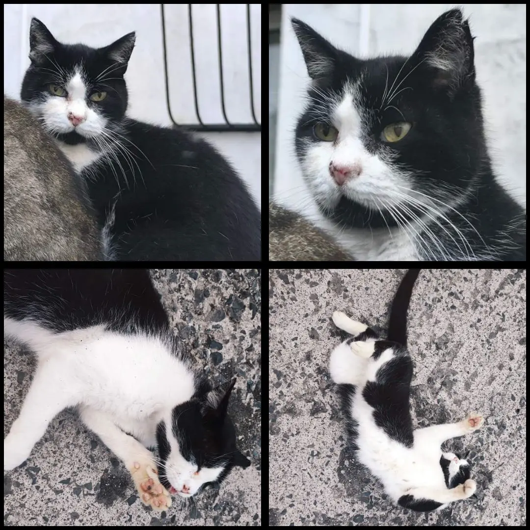 chat lost   6540 Mont-Sainte-Geneviève Félix