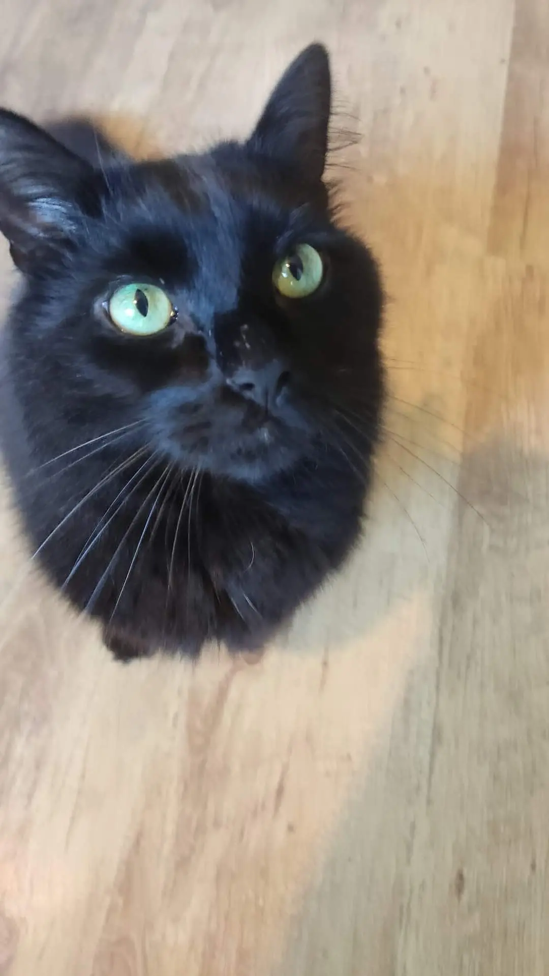 chat lost   6540 Mont-Sainte-Geneviève Mistigri