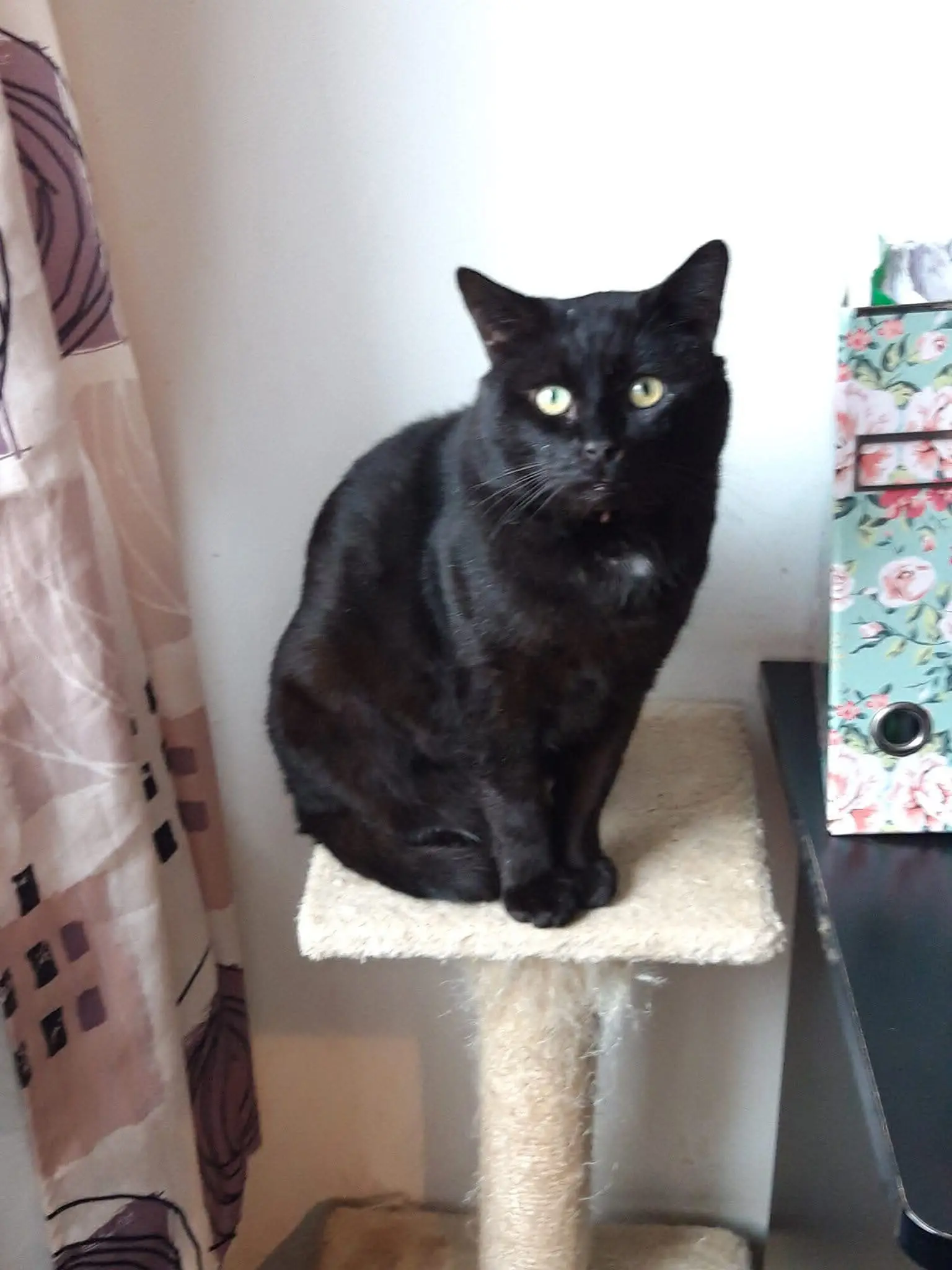 chat lost   6591 Macon Shadow