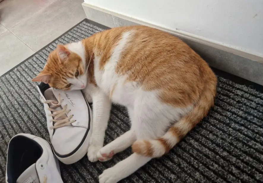 chat lost   6534 Gozée Yoshi