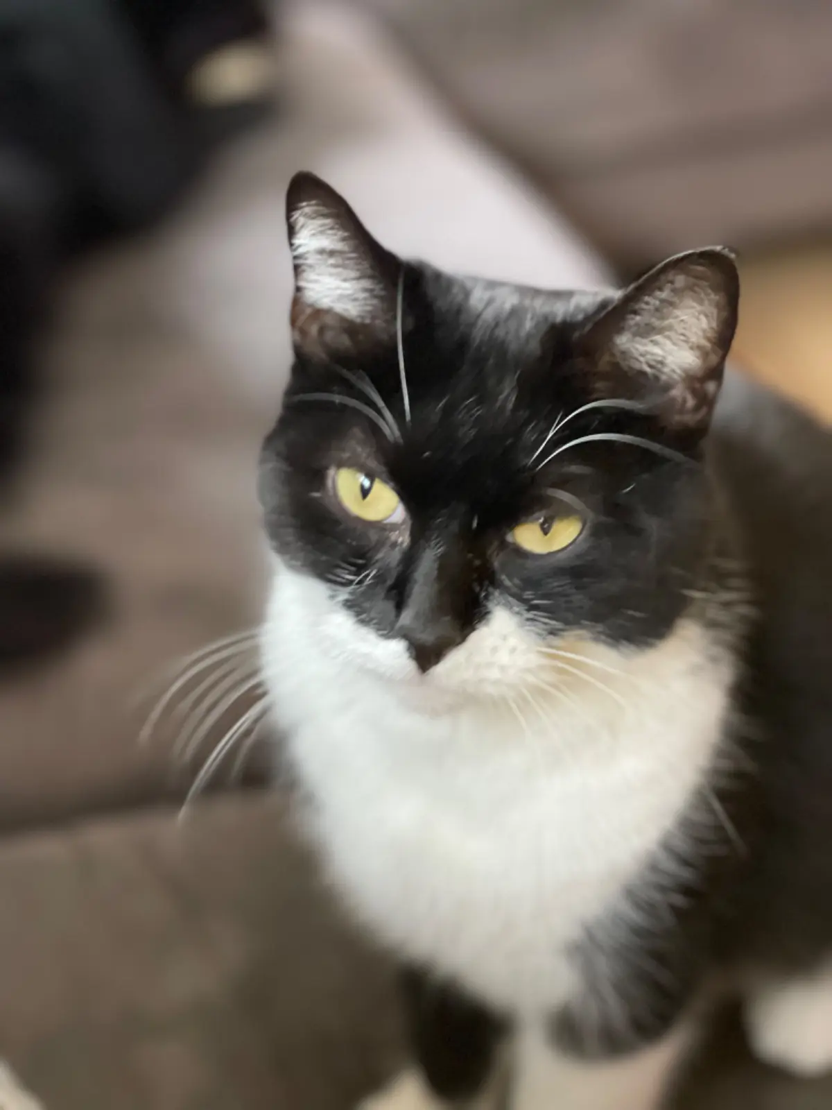 chat lost     Bao
