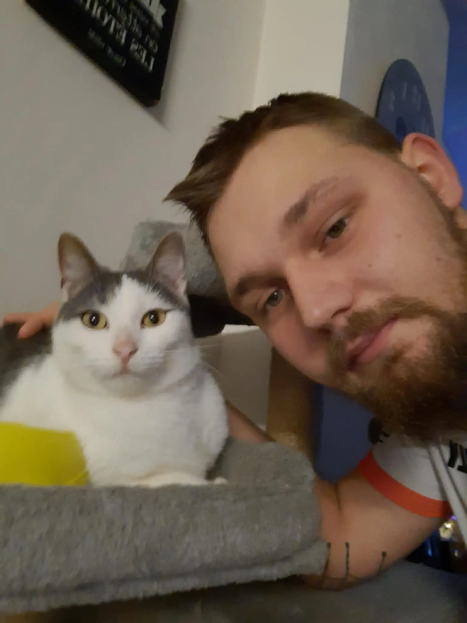 chat lost    Luingne Bounty