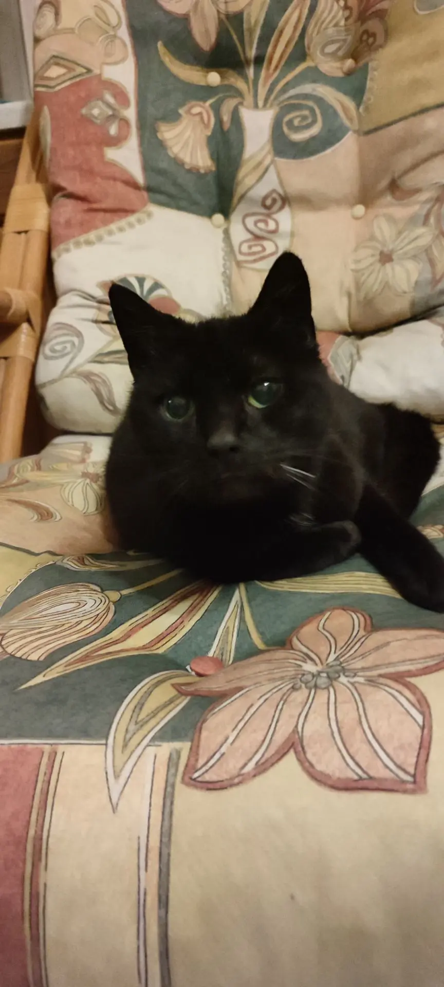 chat lost   7603 Bon-Secours Chrispy