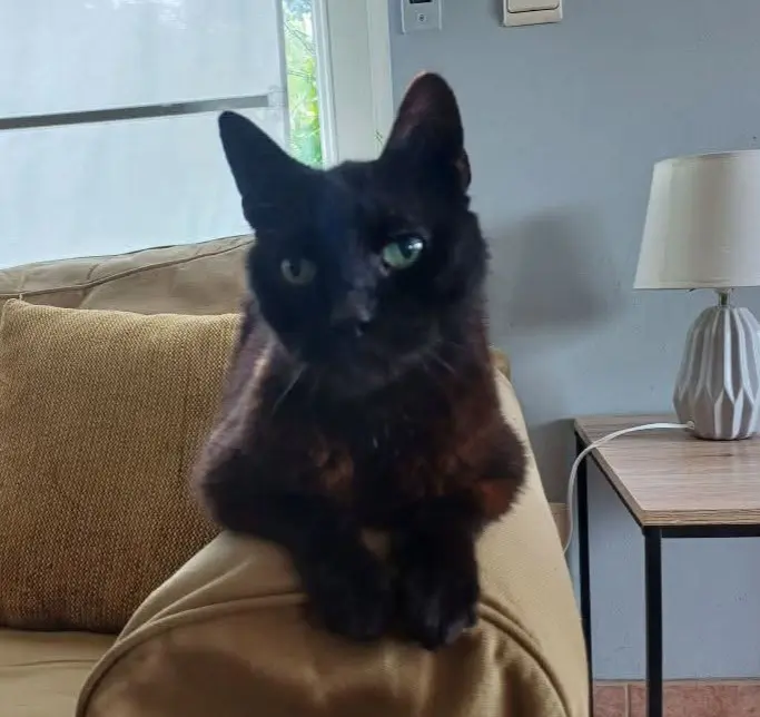 chat lost   7603 Bon-Secours Chrispy