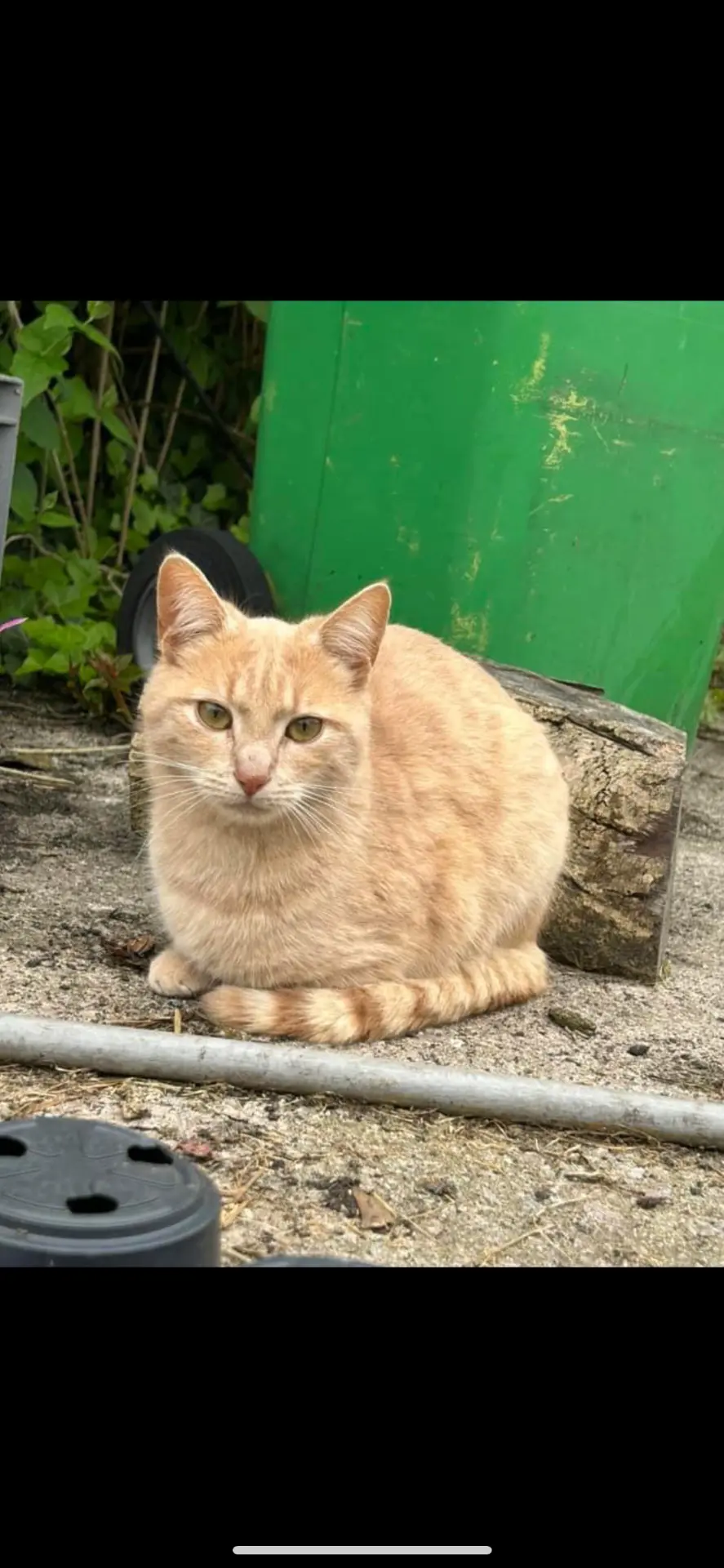 chat lost     Danette