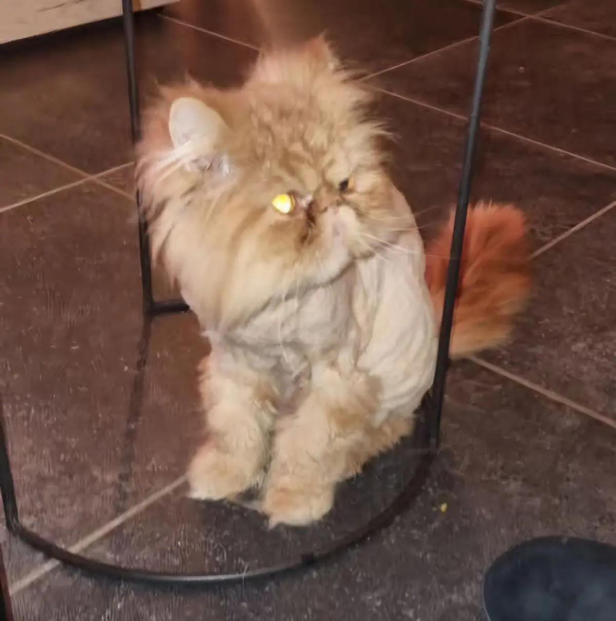 chat lost     Darius