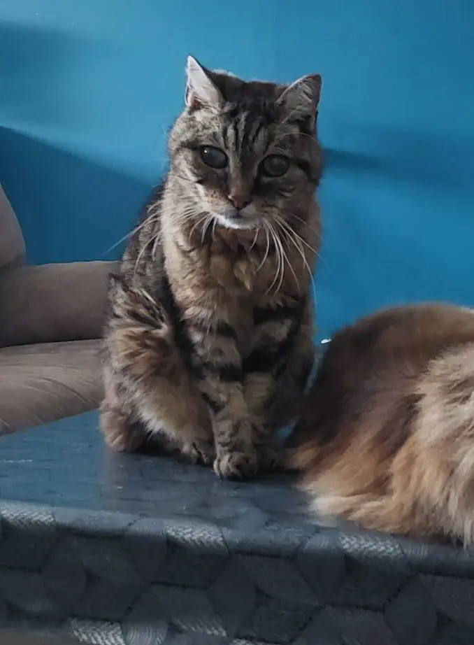 chat lost     Guess