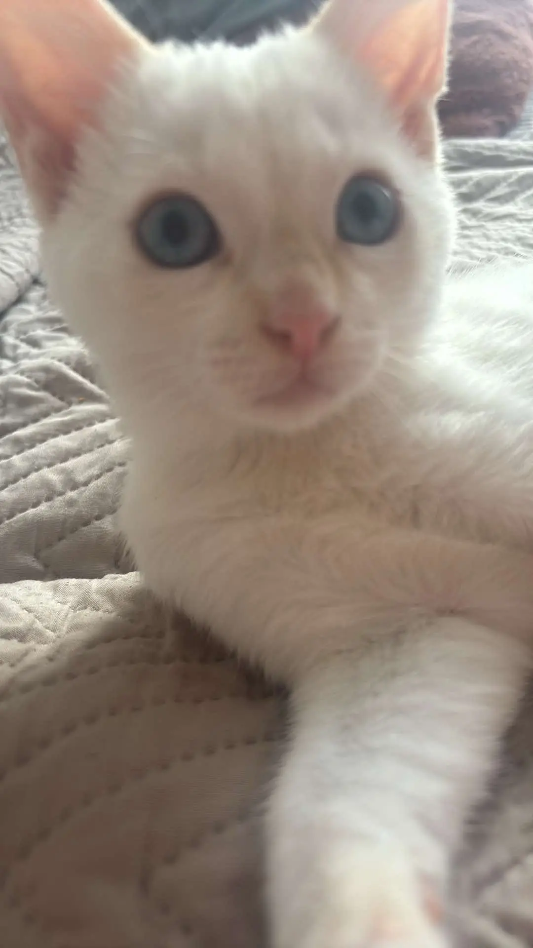 chat lost   7711 Dottignies Joe