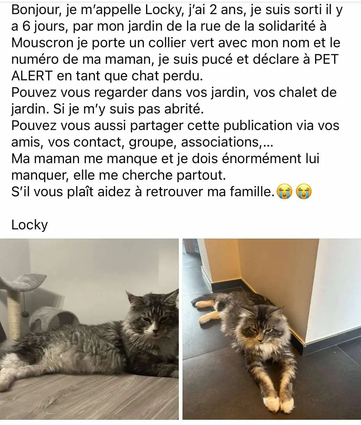 chat lost    Mouscron Locky