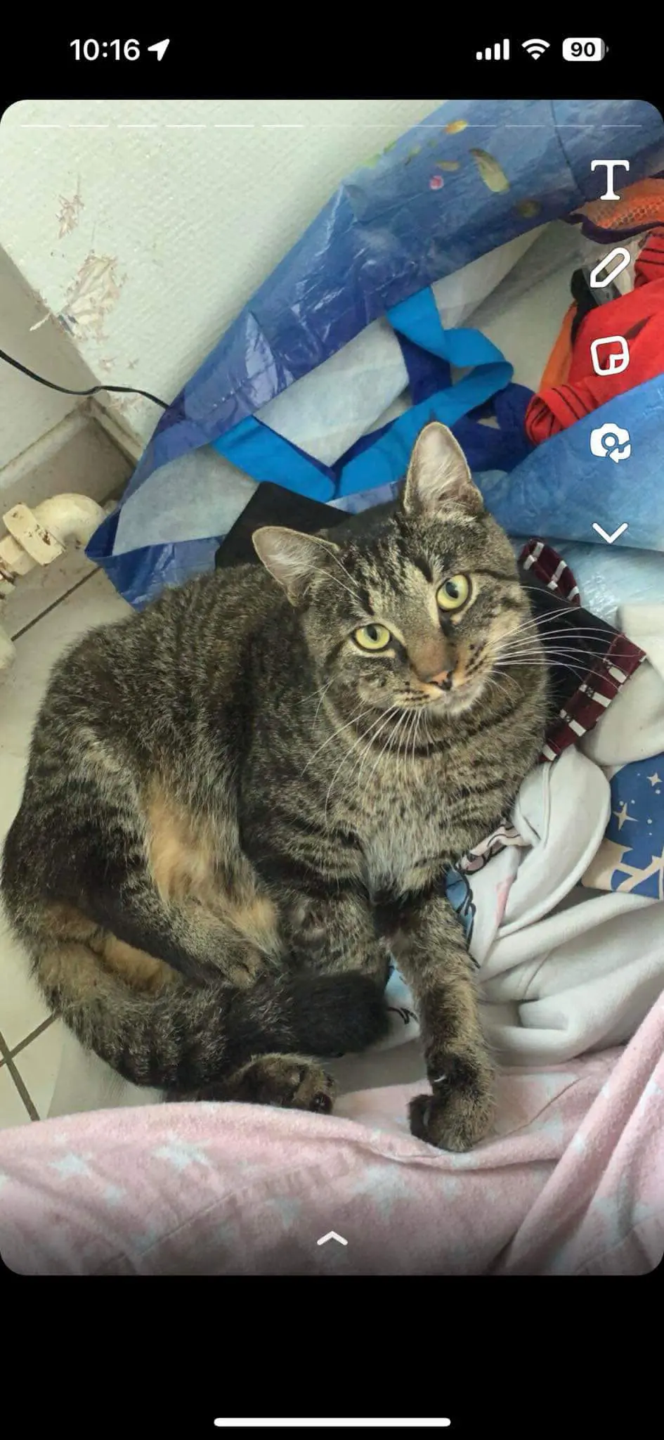 chat lost    Mouscron Momo