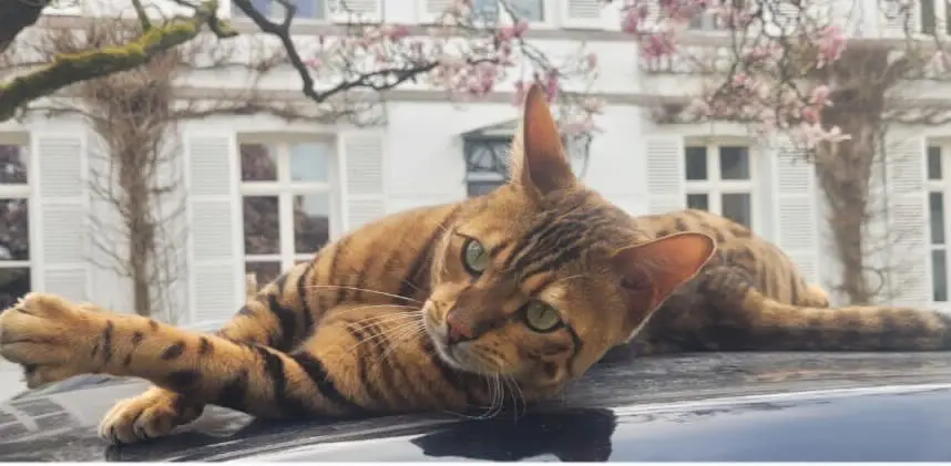 chat lost   7760 Celles Nelson