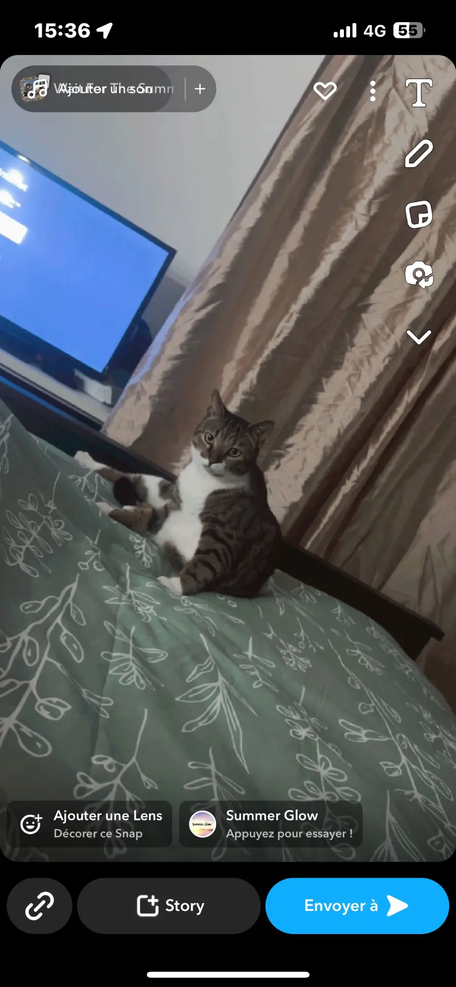chat lost    Estaimpuis Oreo