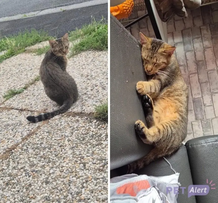 chat lost     Petit jeff