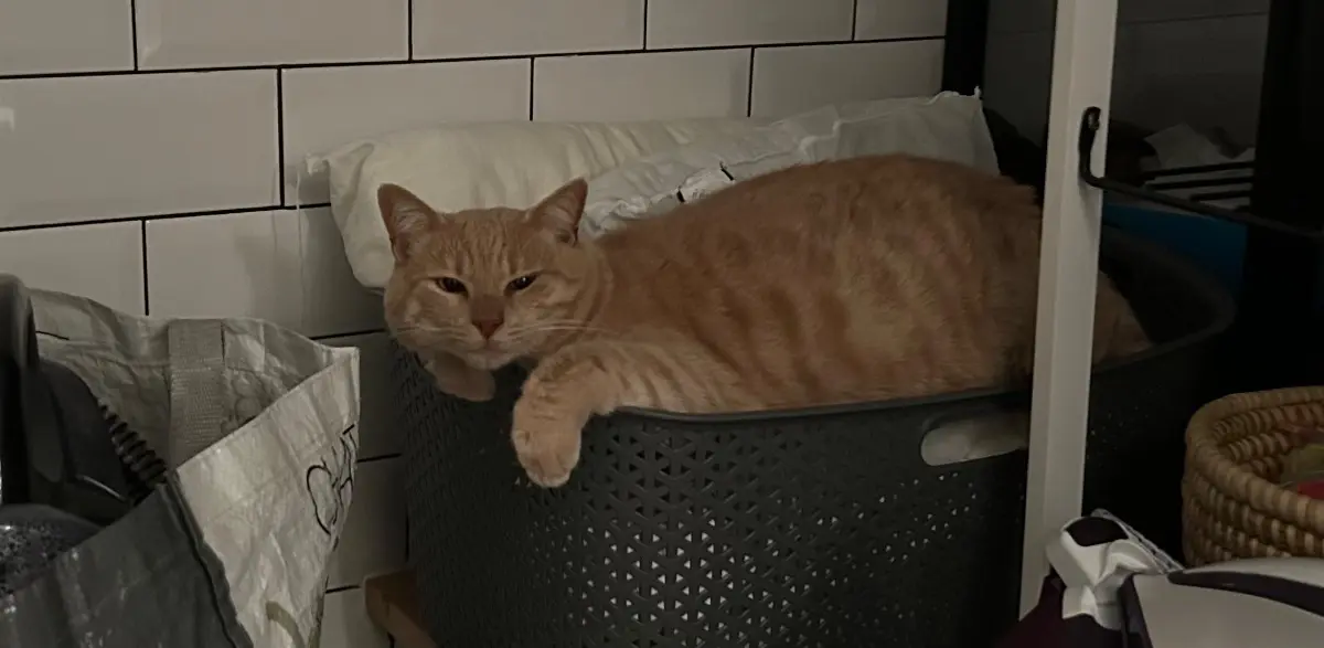 chat lost    Mouscron Pitiroux