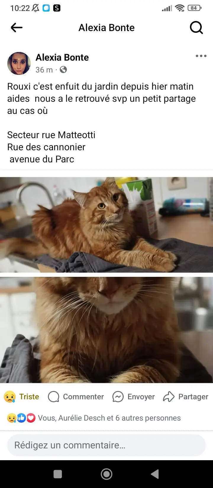chat lost    Mouscron Rouxie