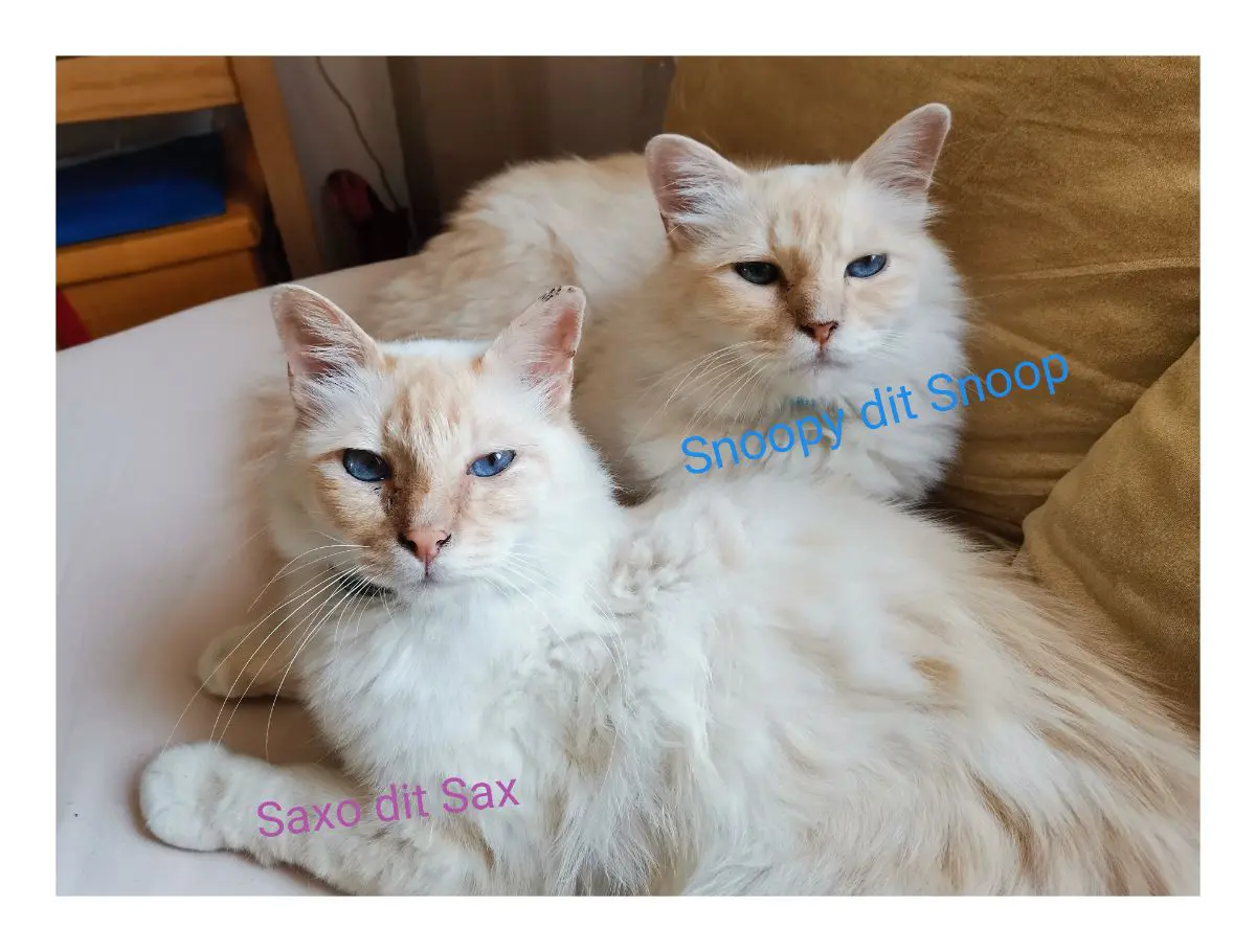 chat lost    Mouscron Saxo