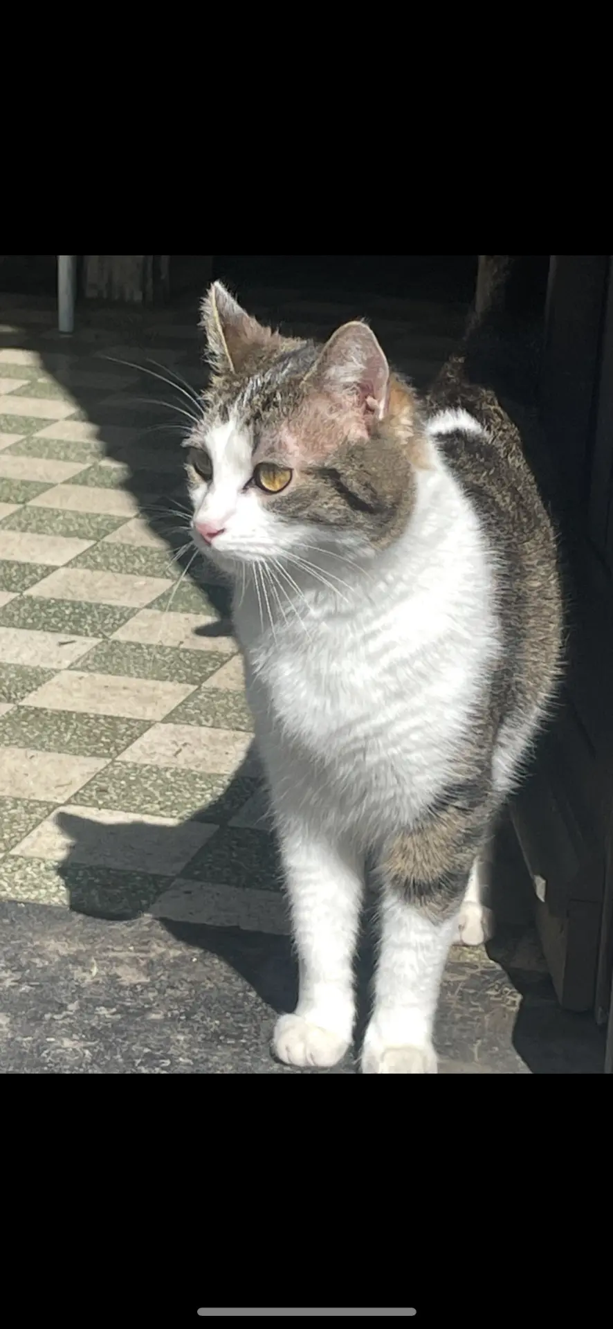 chat lost    Laplaigne Sumi