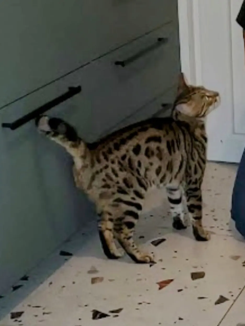 chat lost     Talweg