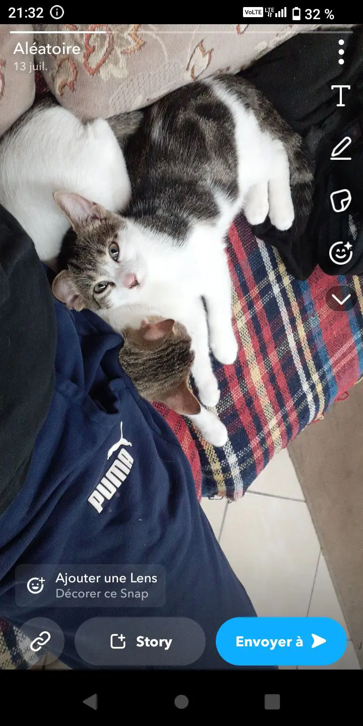 chat lost     Tigrou