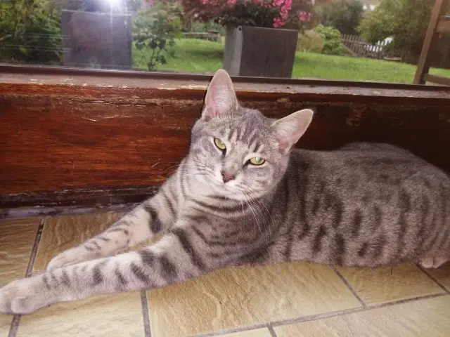 kat lost   7500 Tournai Chance