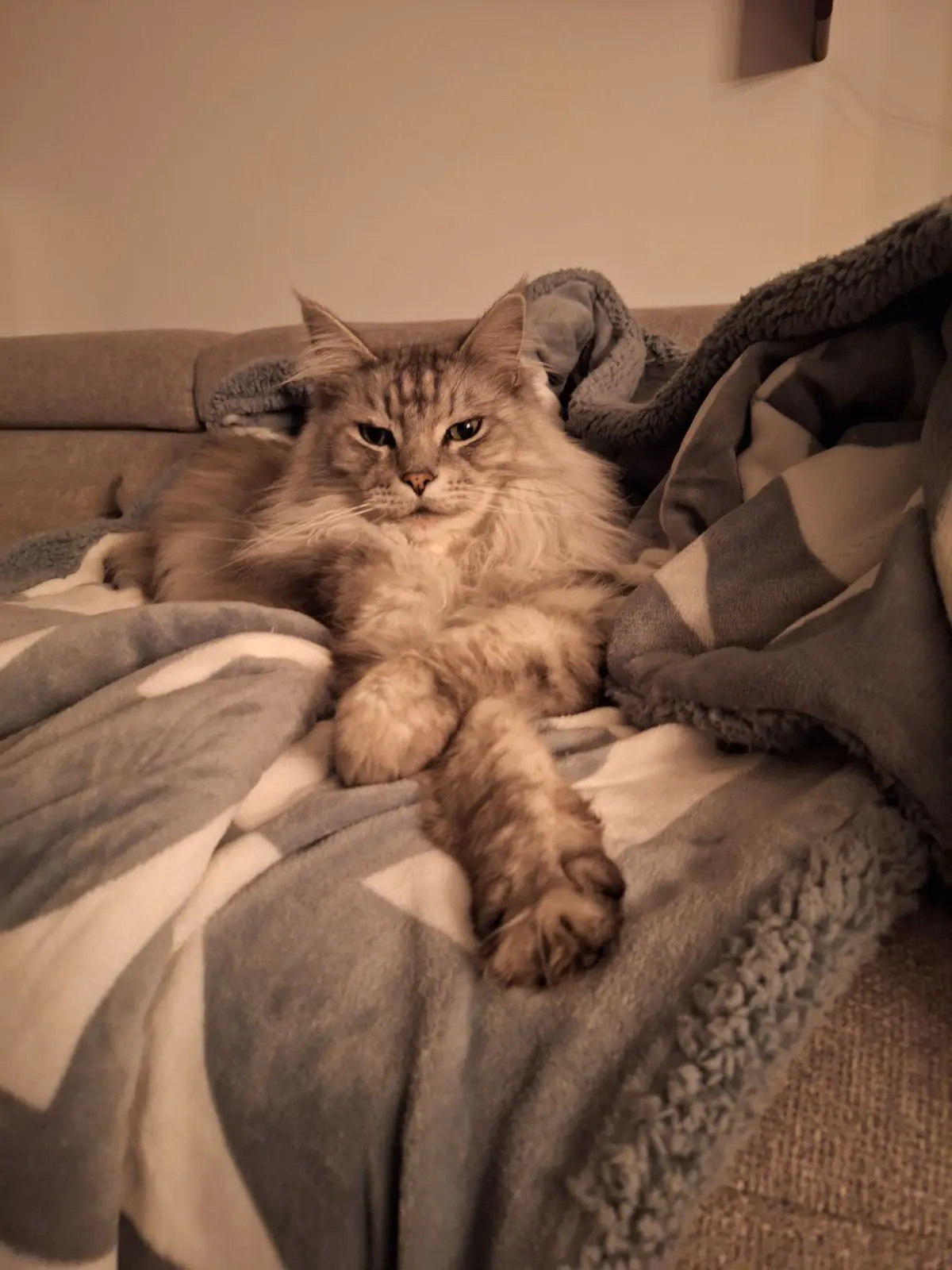 chat lost  Rue Roger Lejeune 7503 Tournai Chester