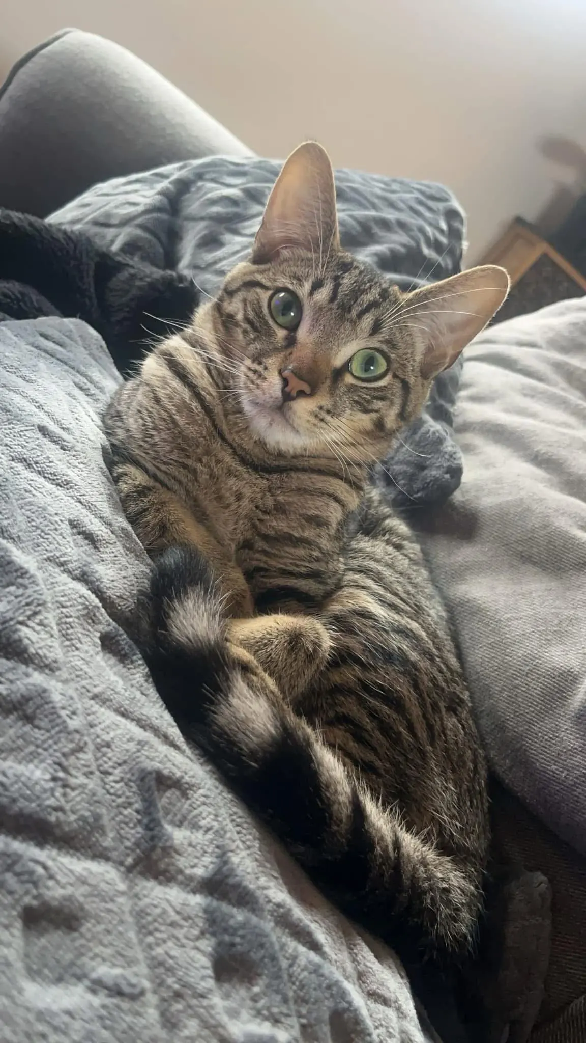 chat lost    Tournai Eros