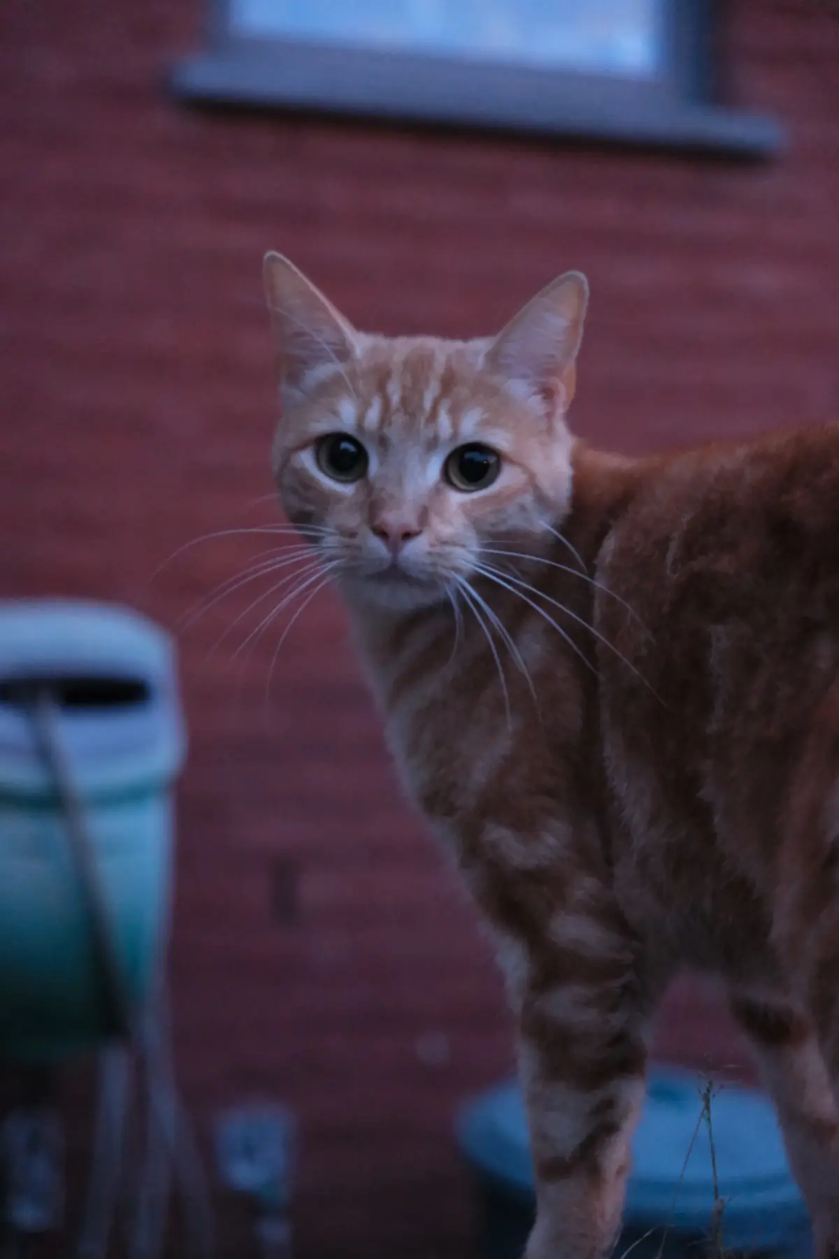 chat lost   7538 Tournai Natsu